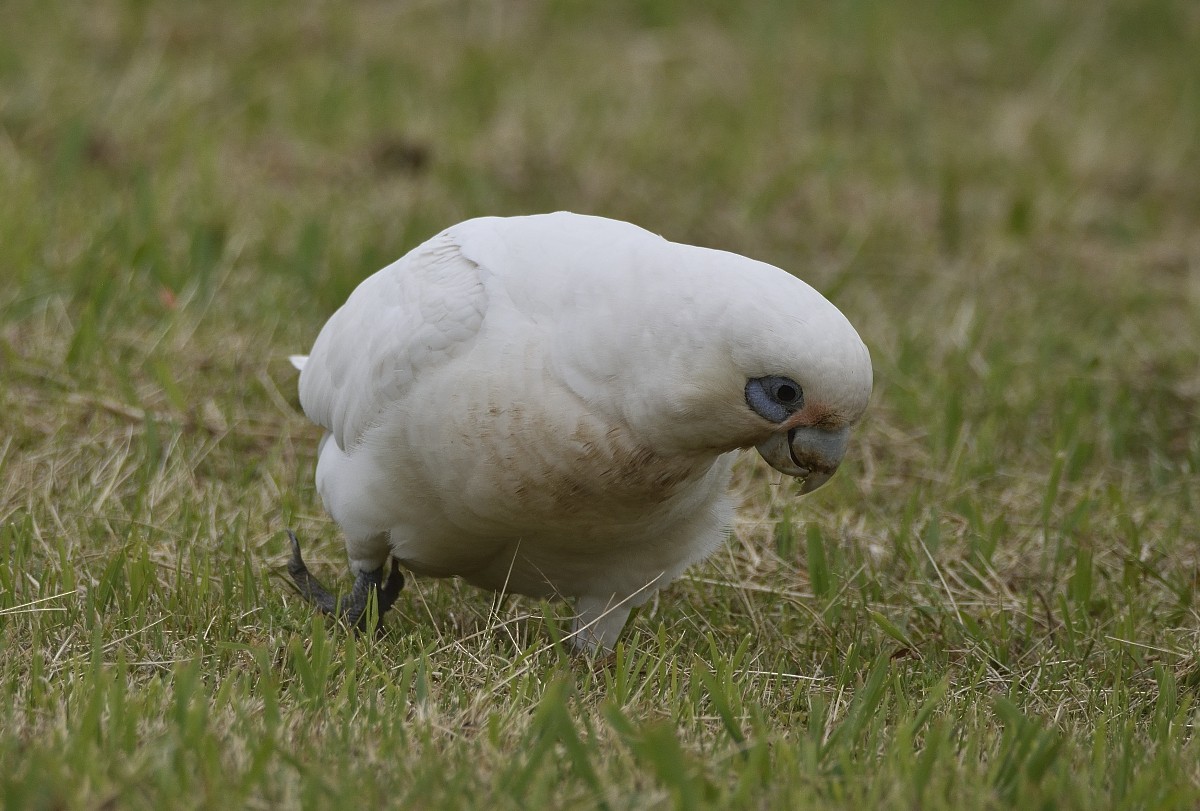 Little Corella - ML625226493