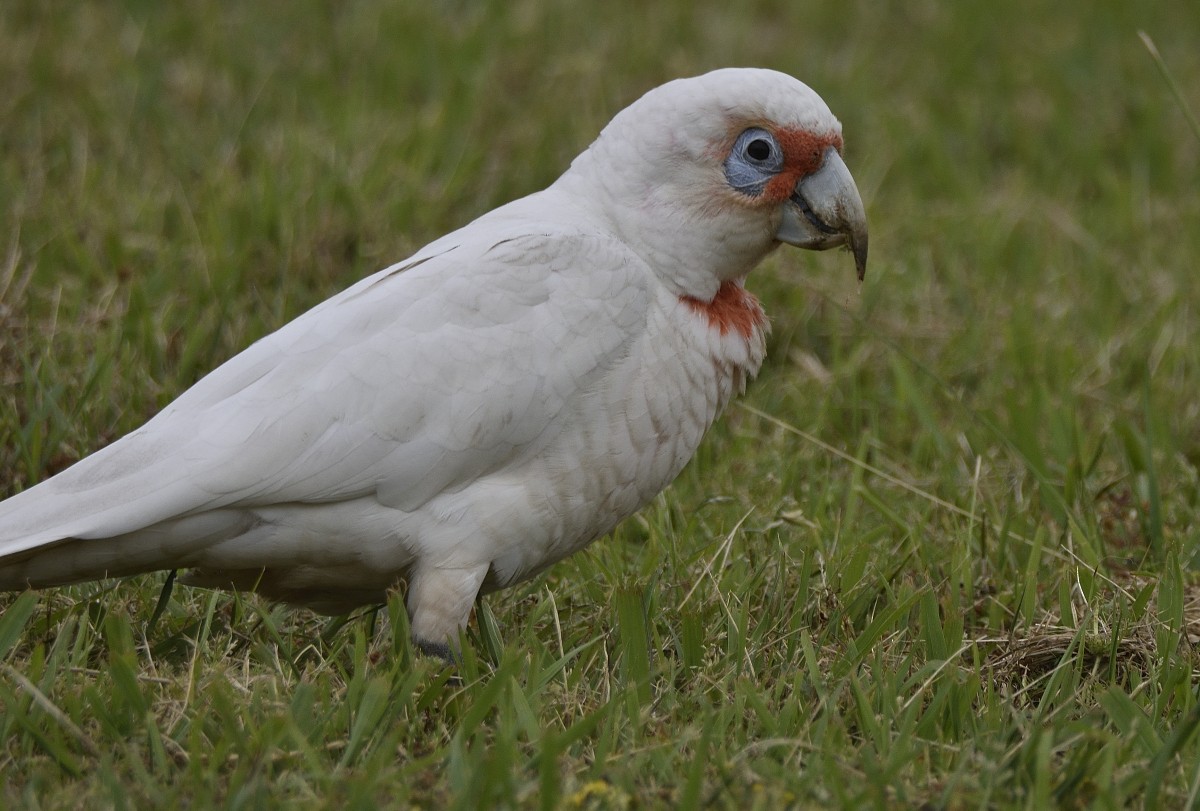 Long-billed Corella - ML625226503