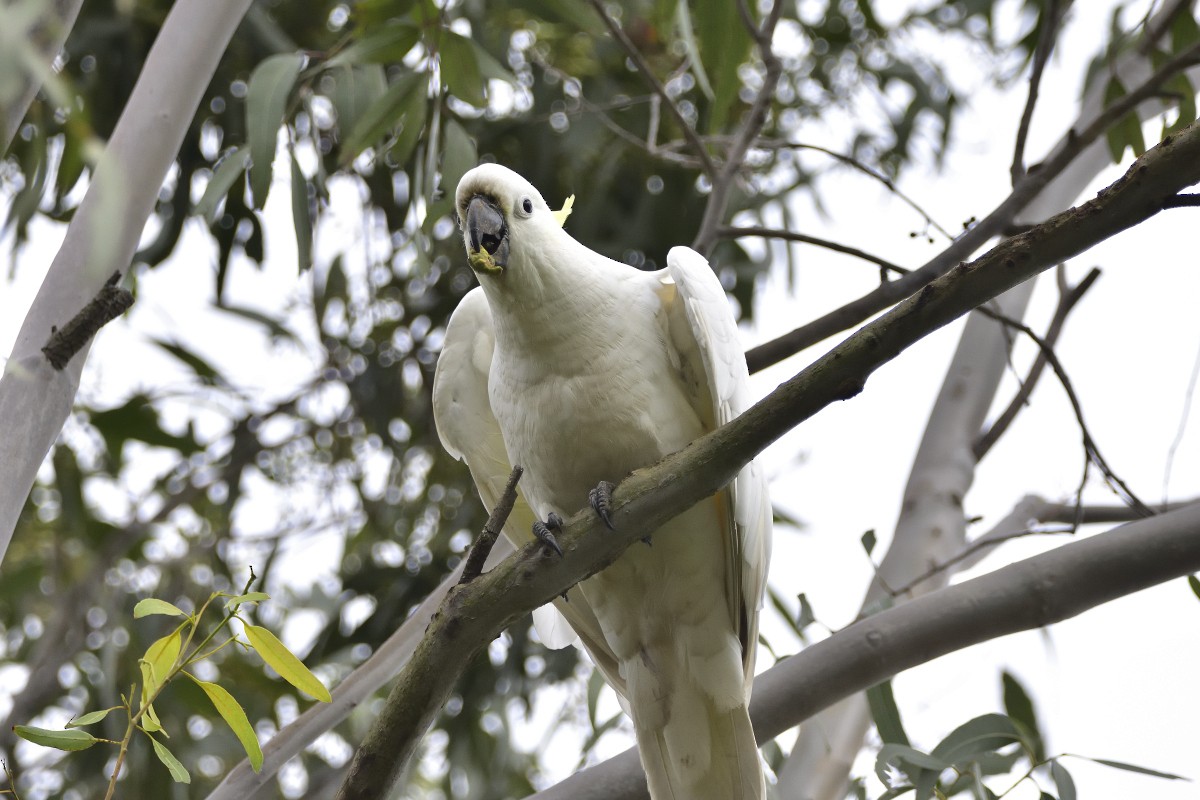Sulphur-crested Cockatoo - ML625226515