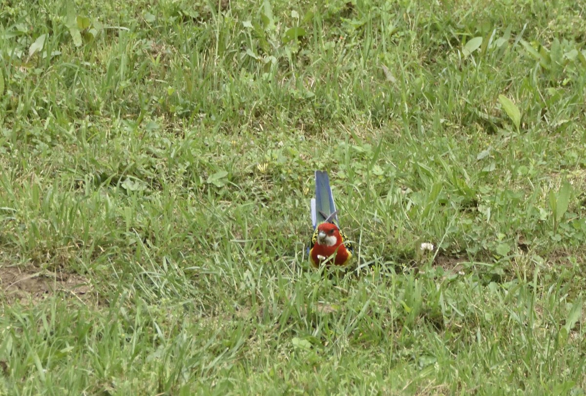 Eastern Rosella - ML625226532