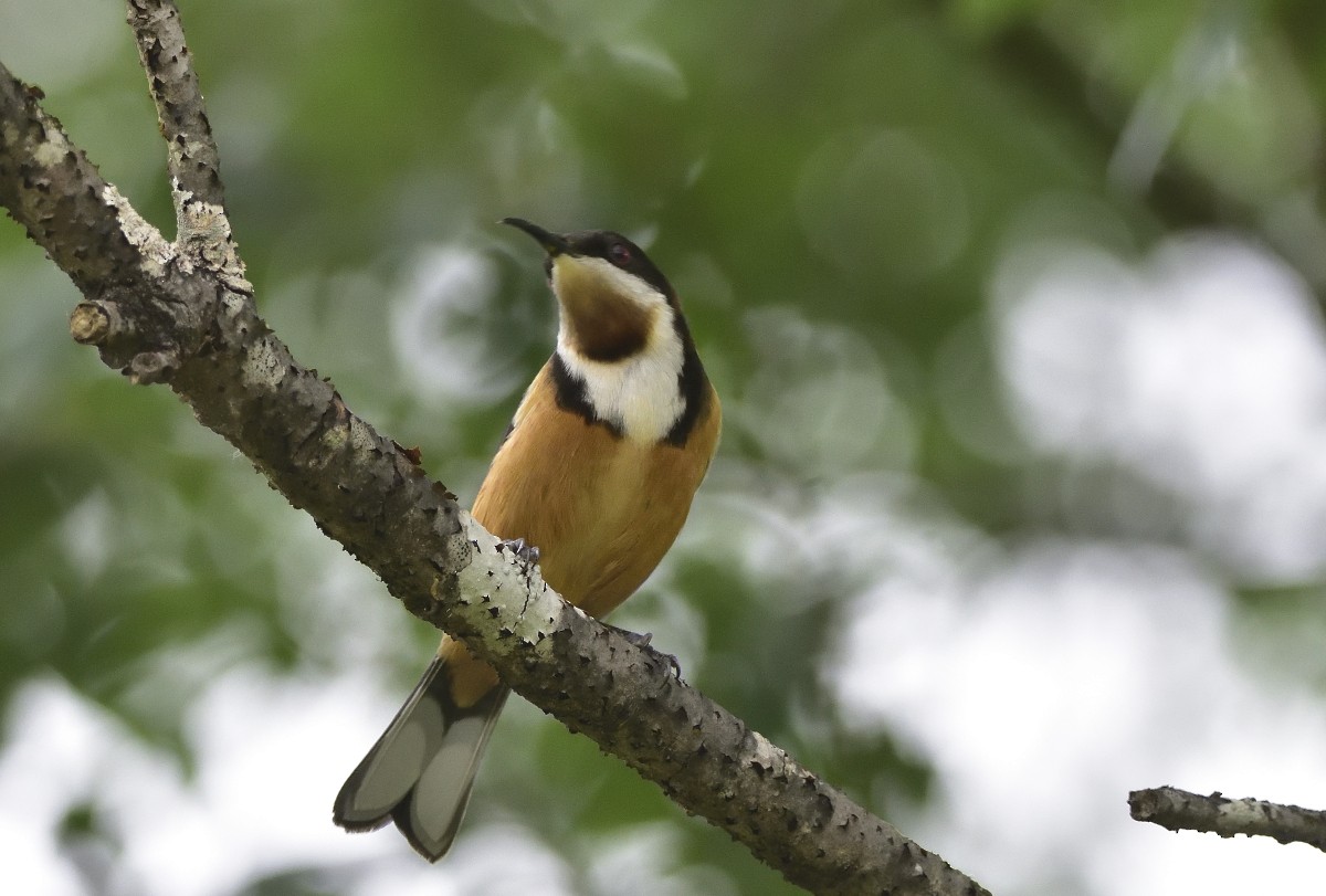Eastern Spinebill - ML625226558