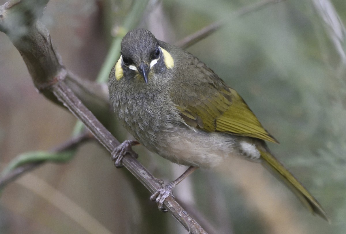 Lewin's Honeyeater - ML625226572
