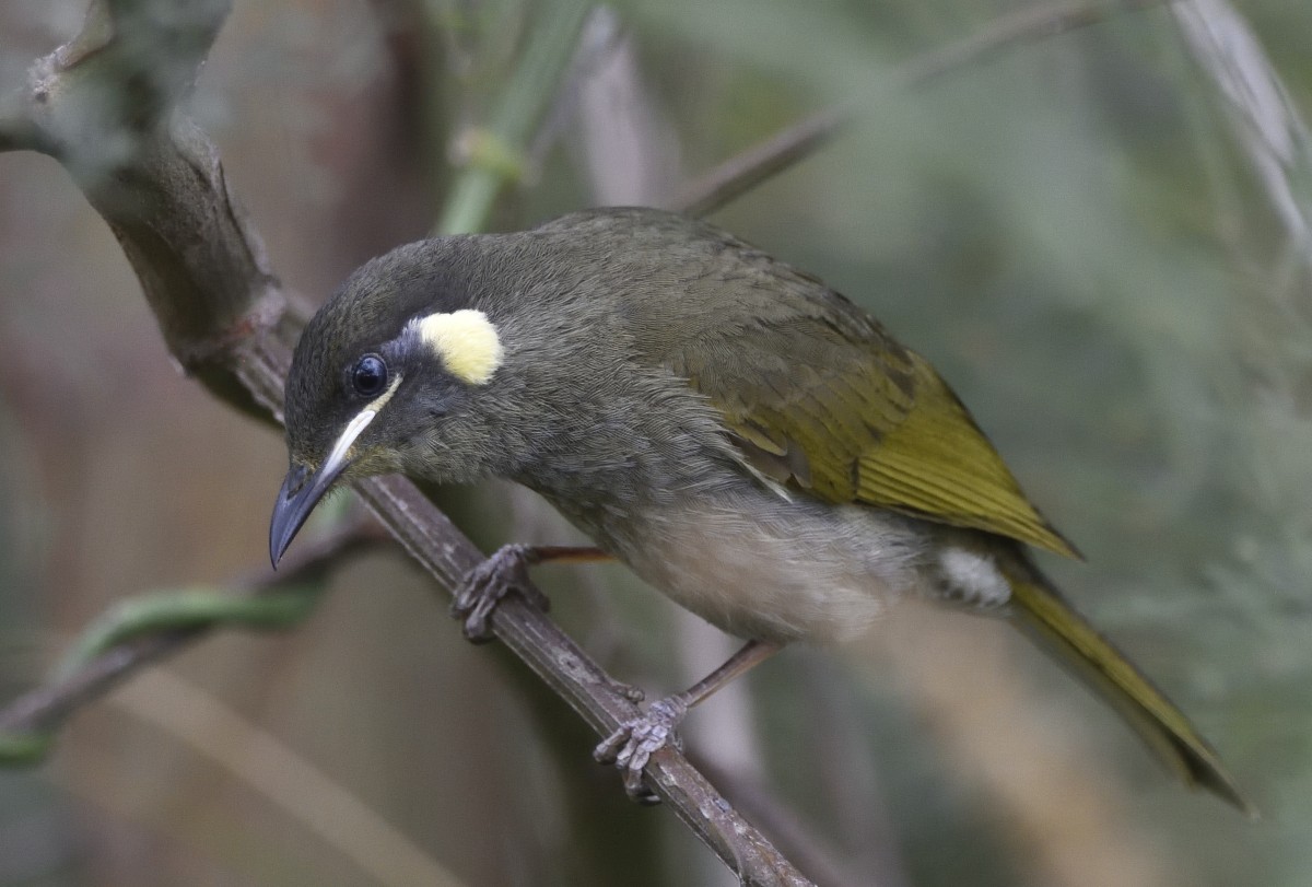 Lewin's Honeyeater - ML625226573