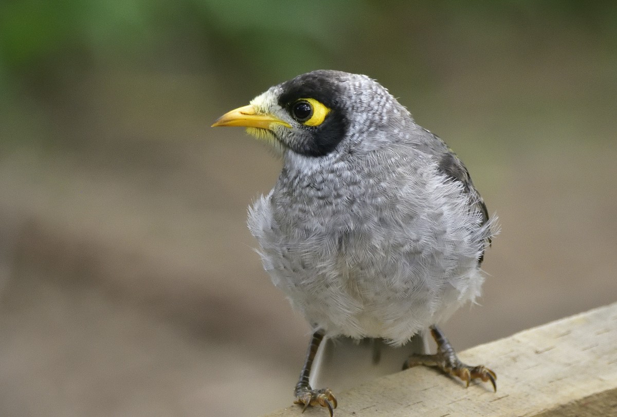 Noisy Miner - ML625226581