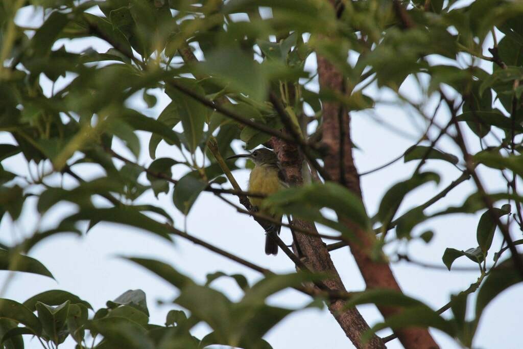 Little Spiderhunter - ML625226593