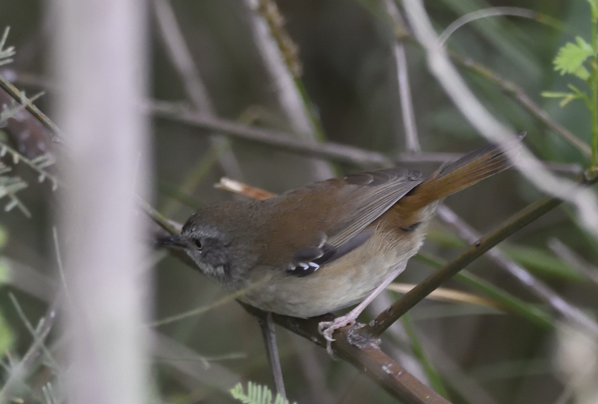 White-browed Scrubwren (White-browed) - ML625226595