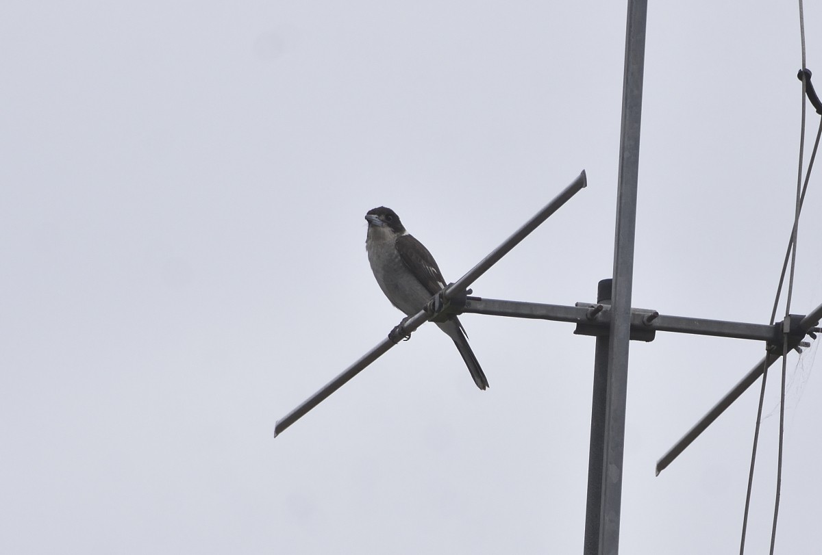 Gray Butcherbird - ML625226602