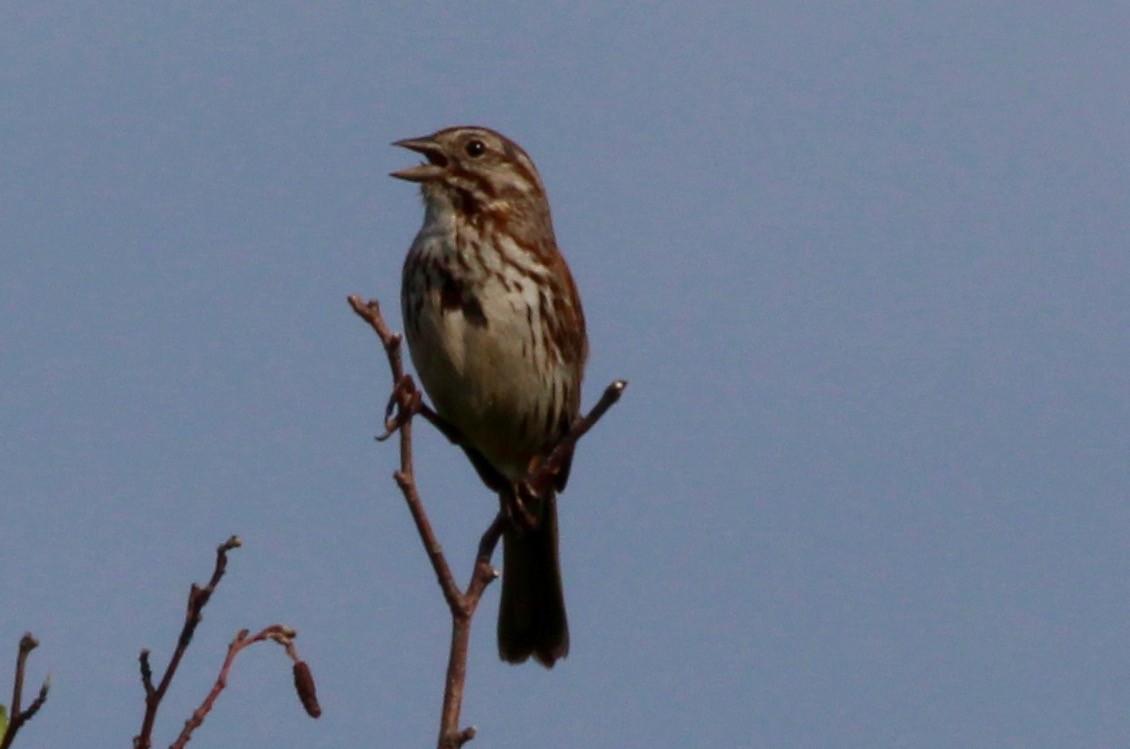 Song Sparrow - ML62522661