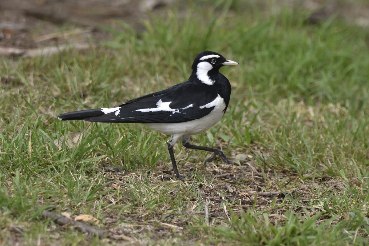 Magpie-lark - ML625226647