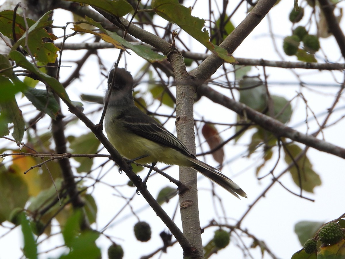 Apical Flycatcher - ML625226920