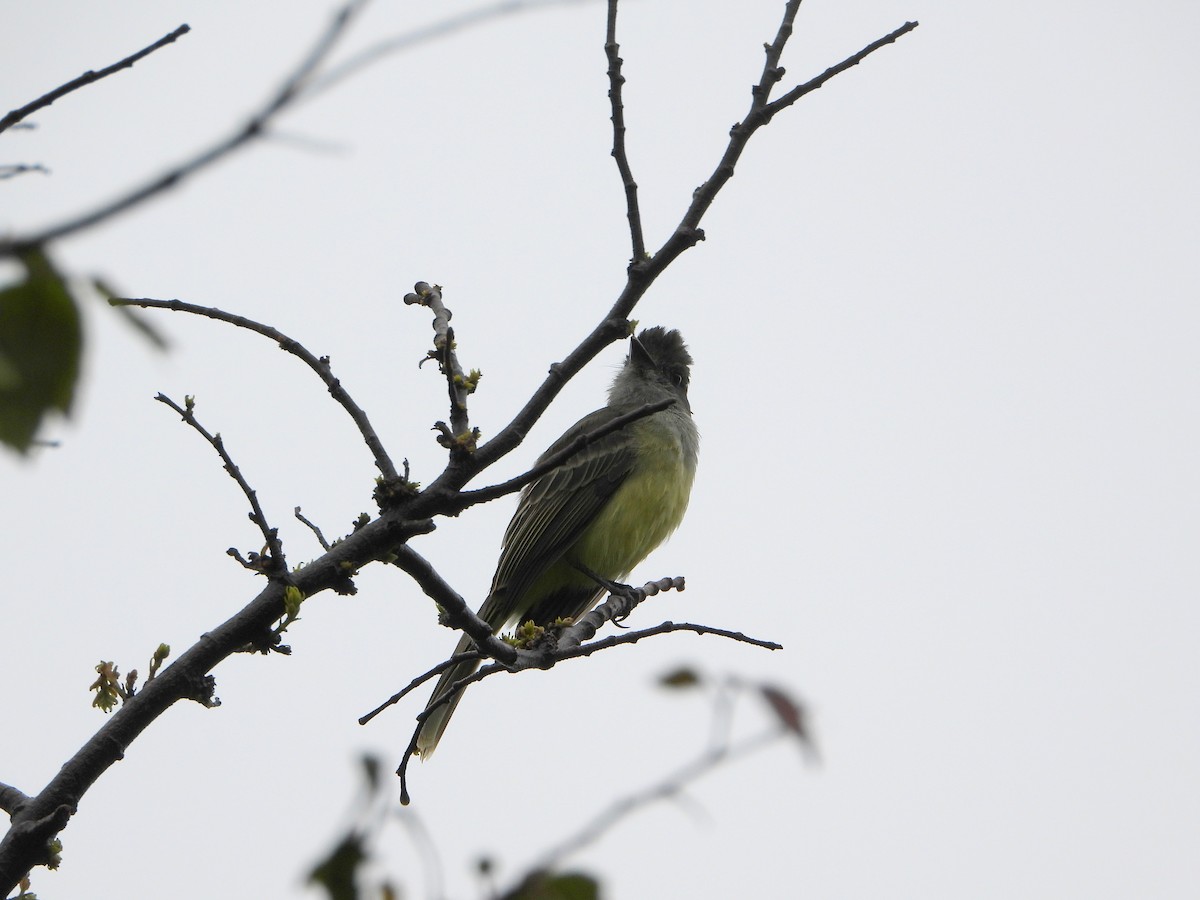 Apical Flycatcher - ML625226921