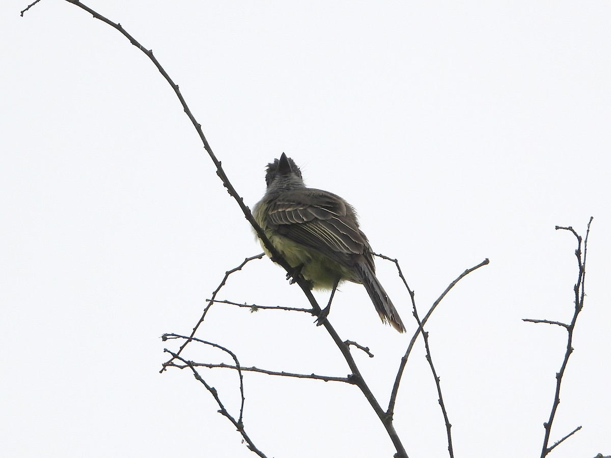 Apical Flycatcher - ML625226922