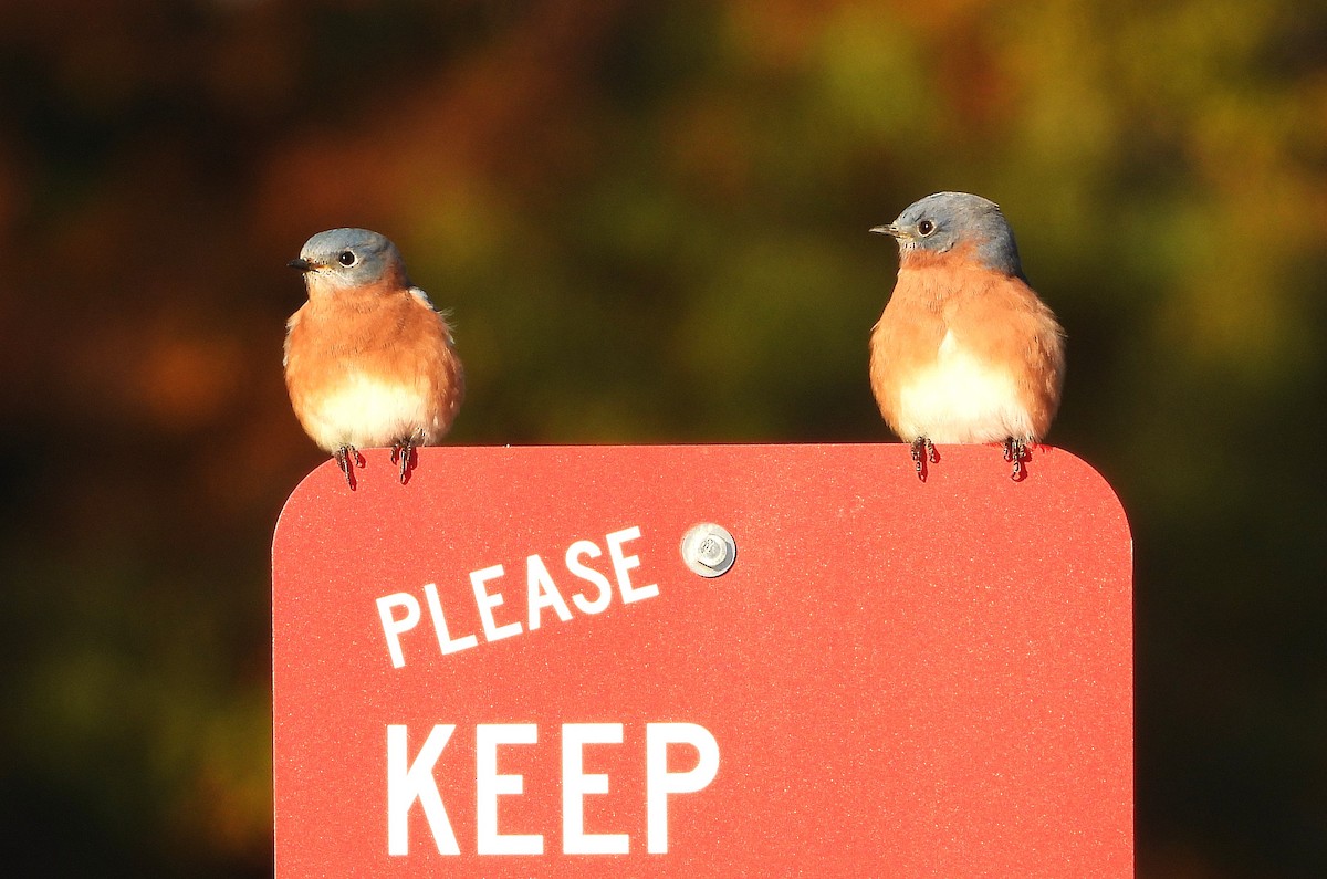 Merlebleu de l'Est - ML625227194