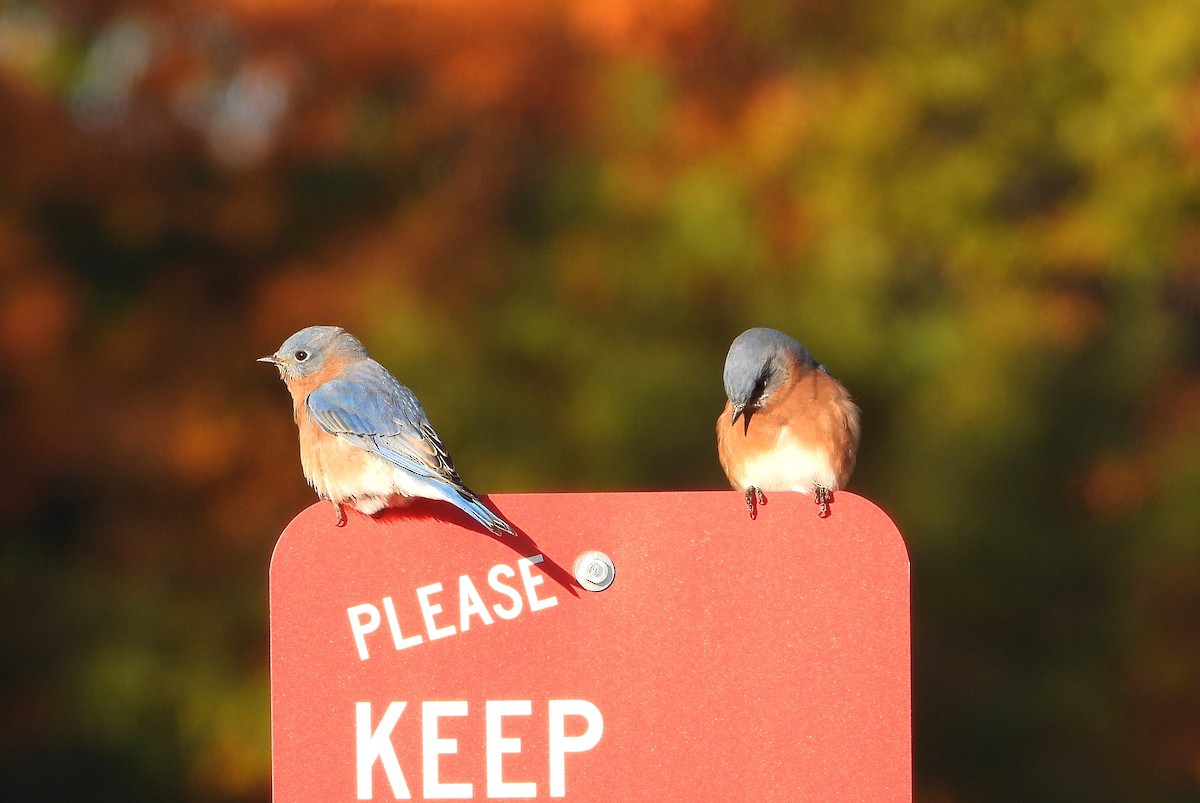 Merlebleu de l'Est - ML625227199