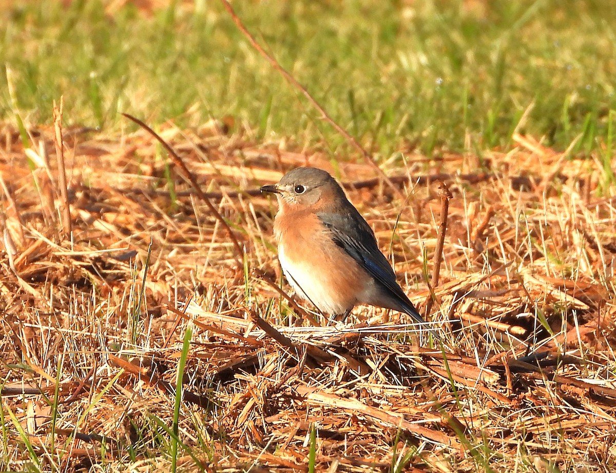 Merlebleu de l'Est - ML625227205