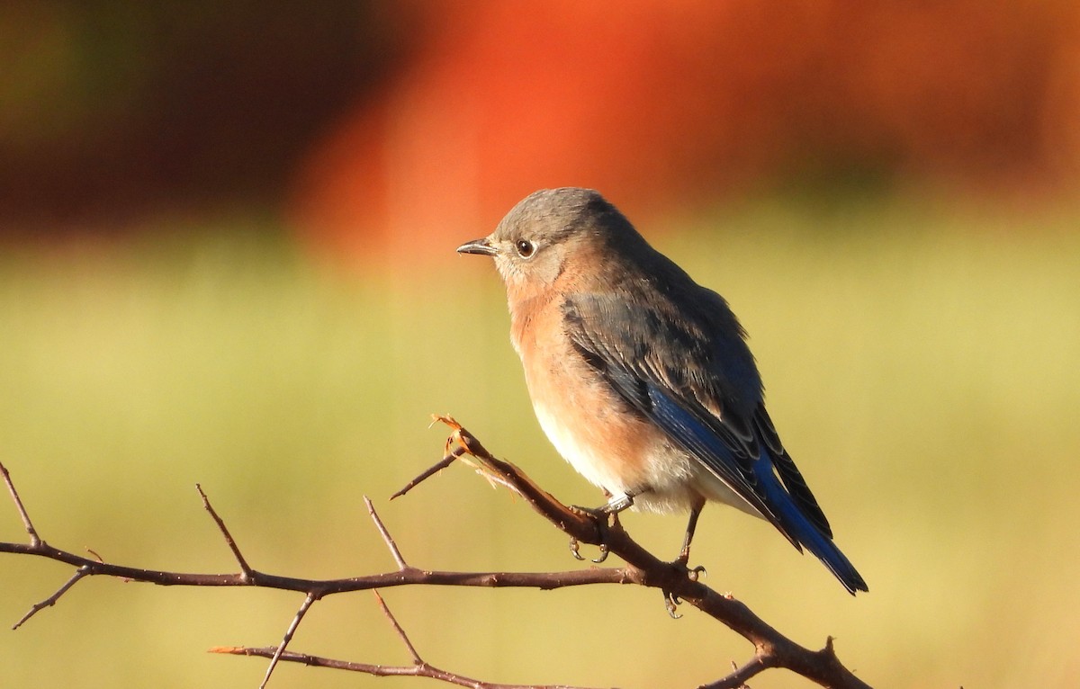 Merlebleu de l'Est - ML625227208