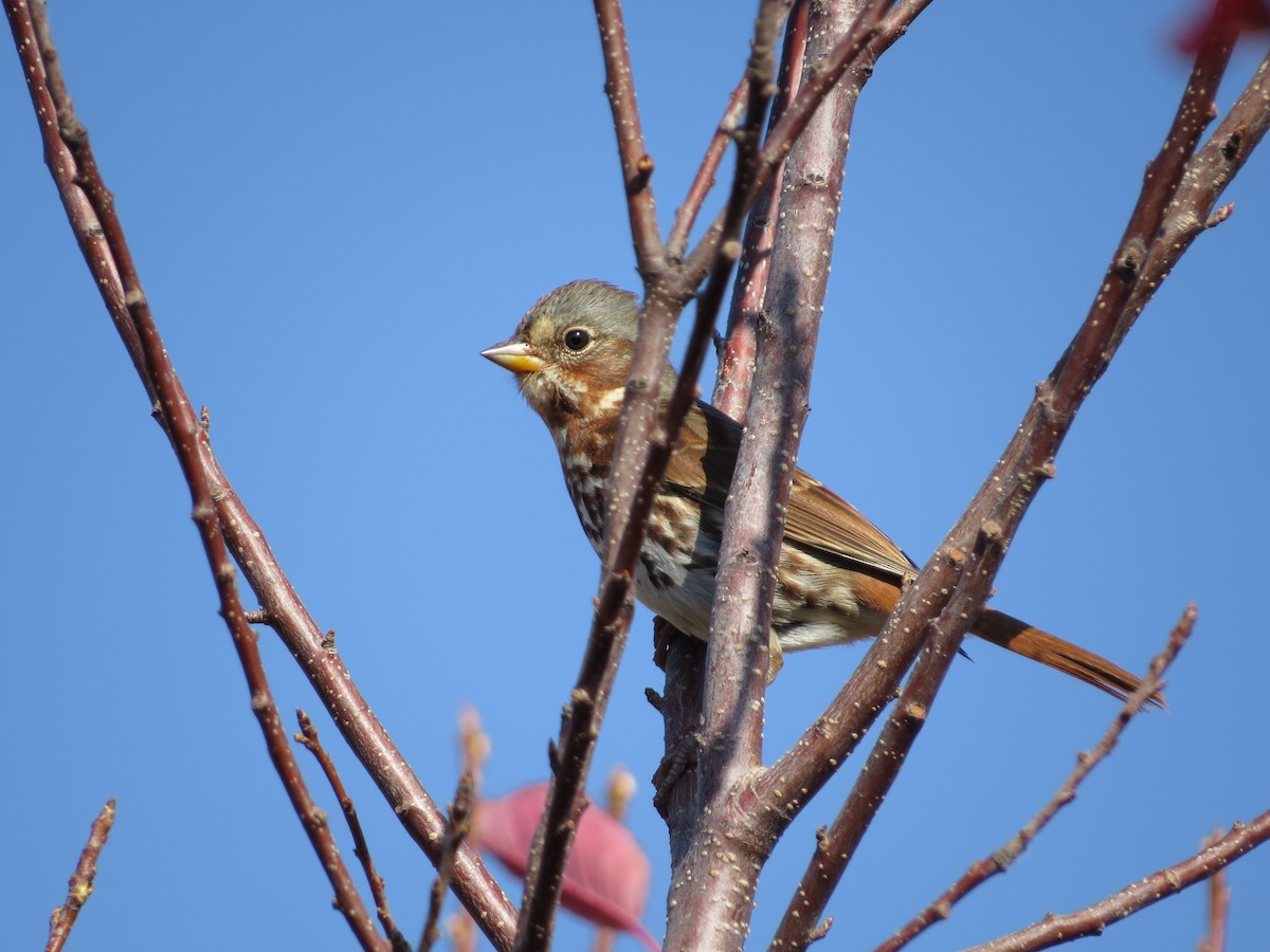 Fox Sparrow - ML625227235