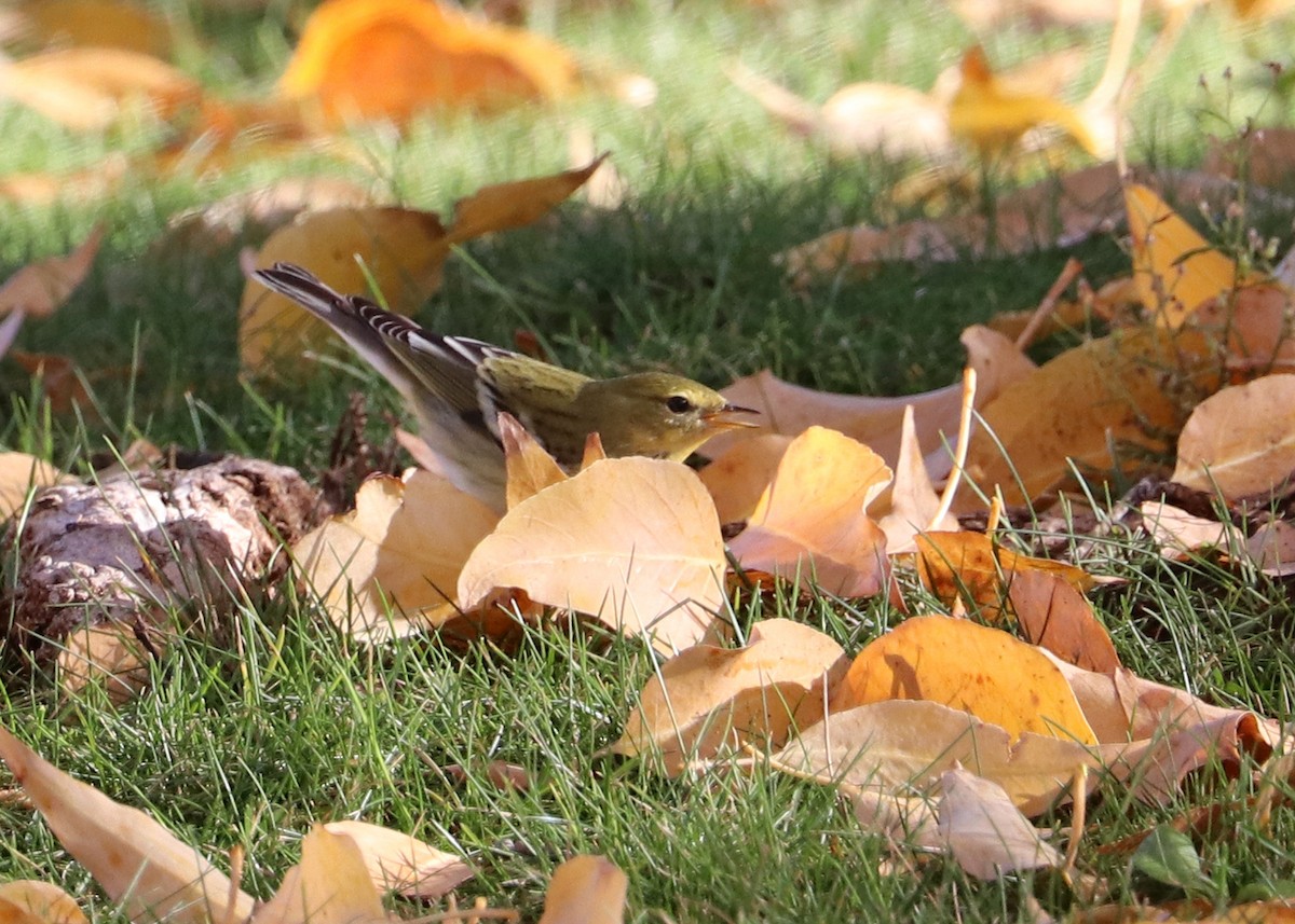 Blackpoll Warbler - ML625227307