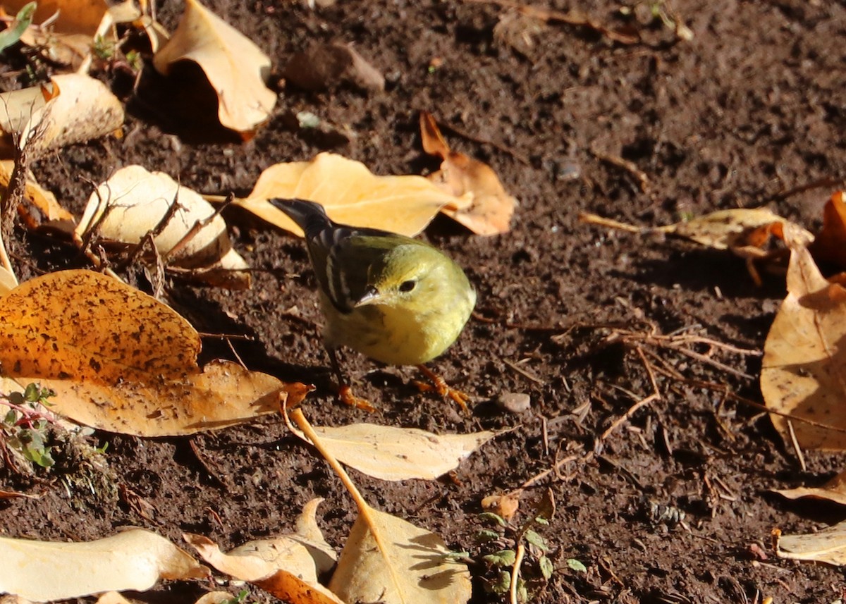 Blackpoll Warbler - ML625227308