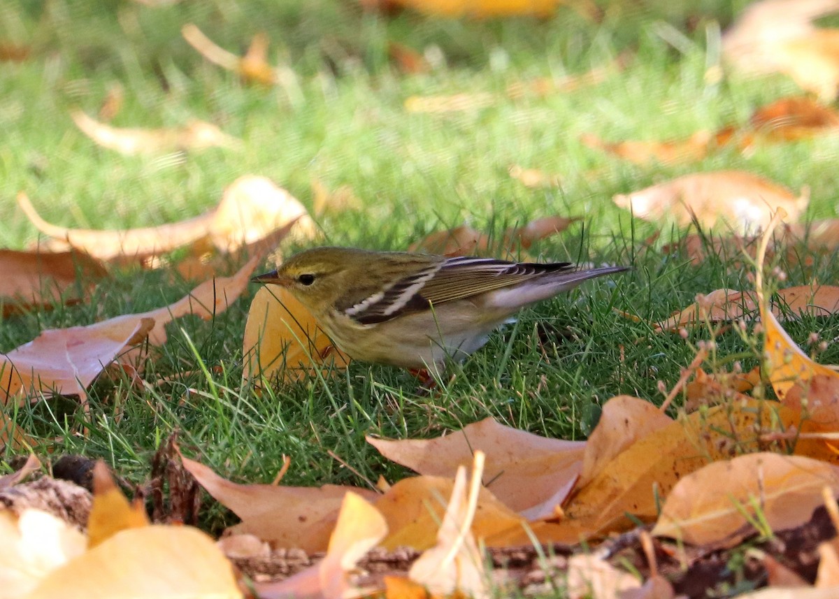 Blackpoll Warbler - ML625227310