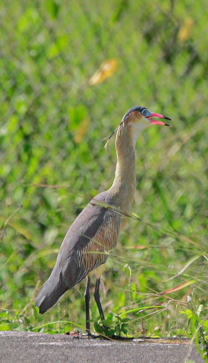Whistling Heron - ML625227321