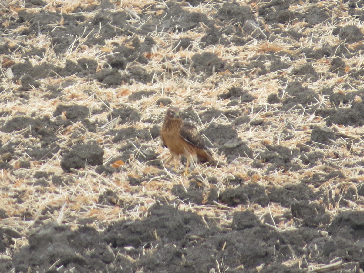 Northern Harrier - ML625227322