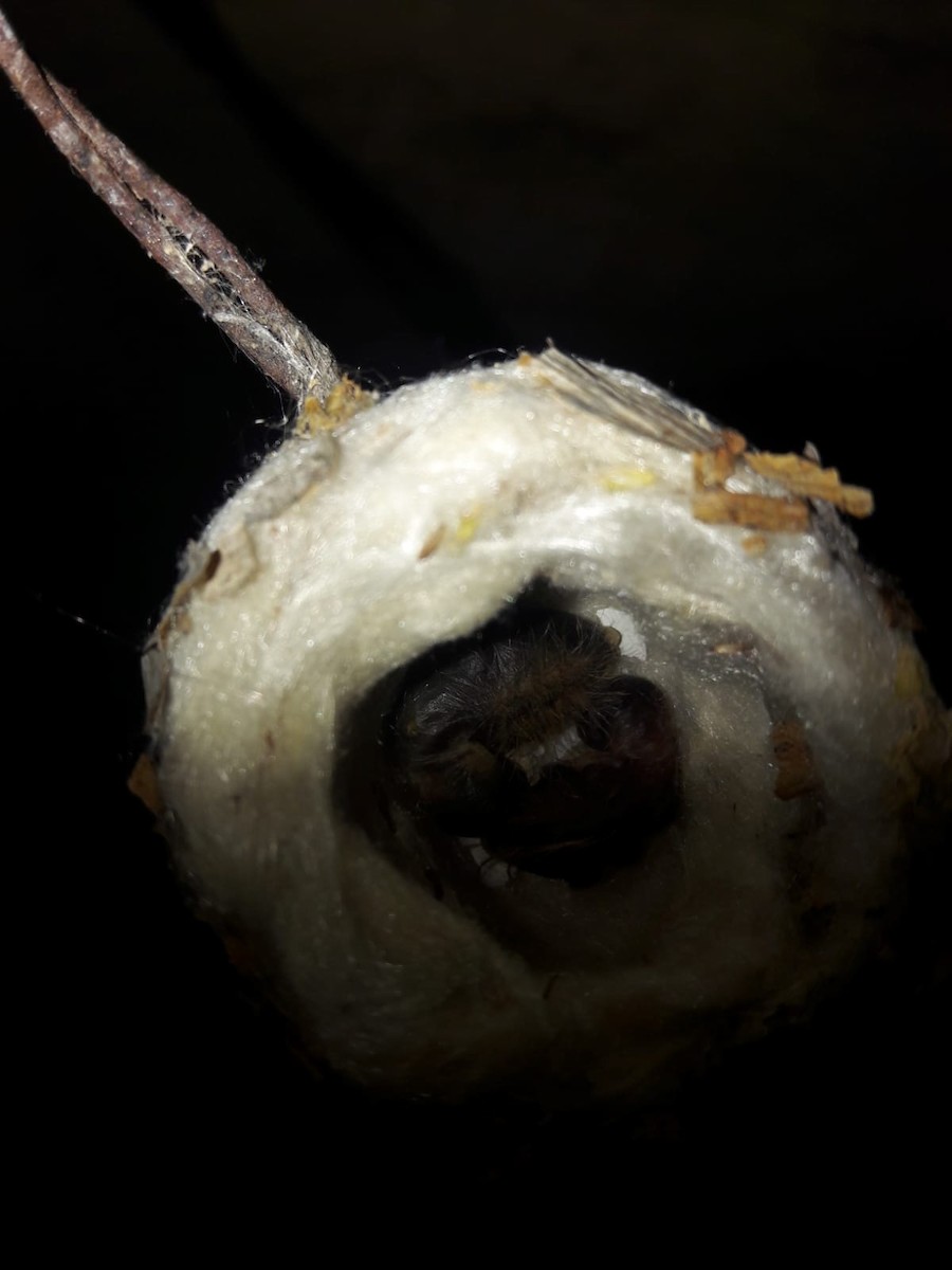 Glittering-bellied Emerald - ML625227582