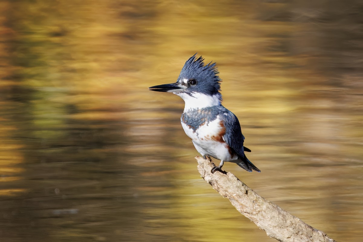 Belted Kingfisher - ML625227606