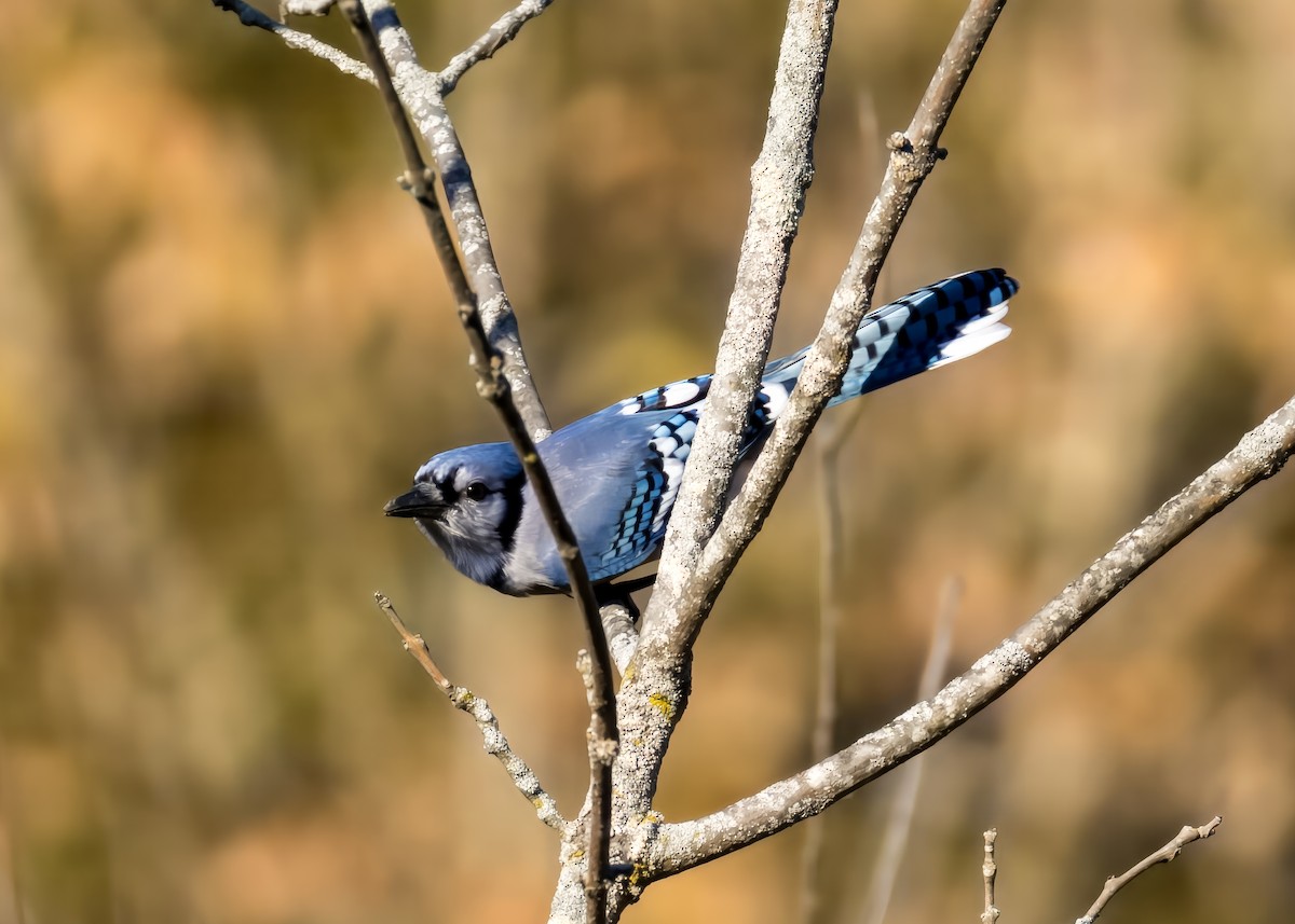 Blue Jay - ML625227613