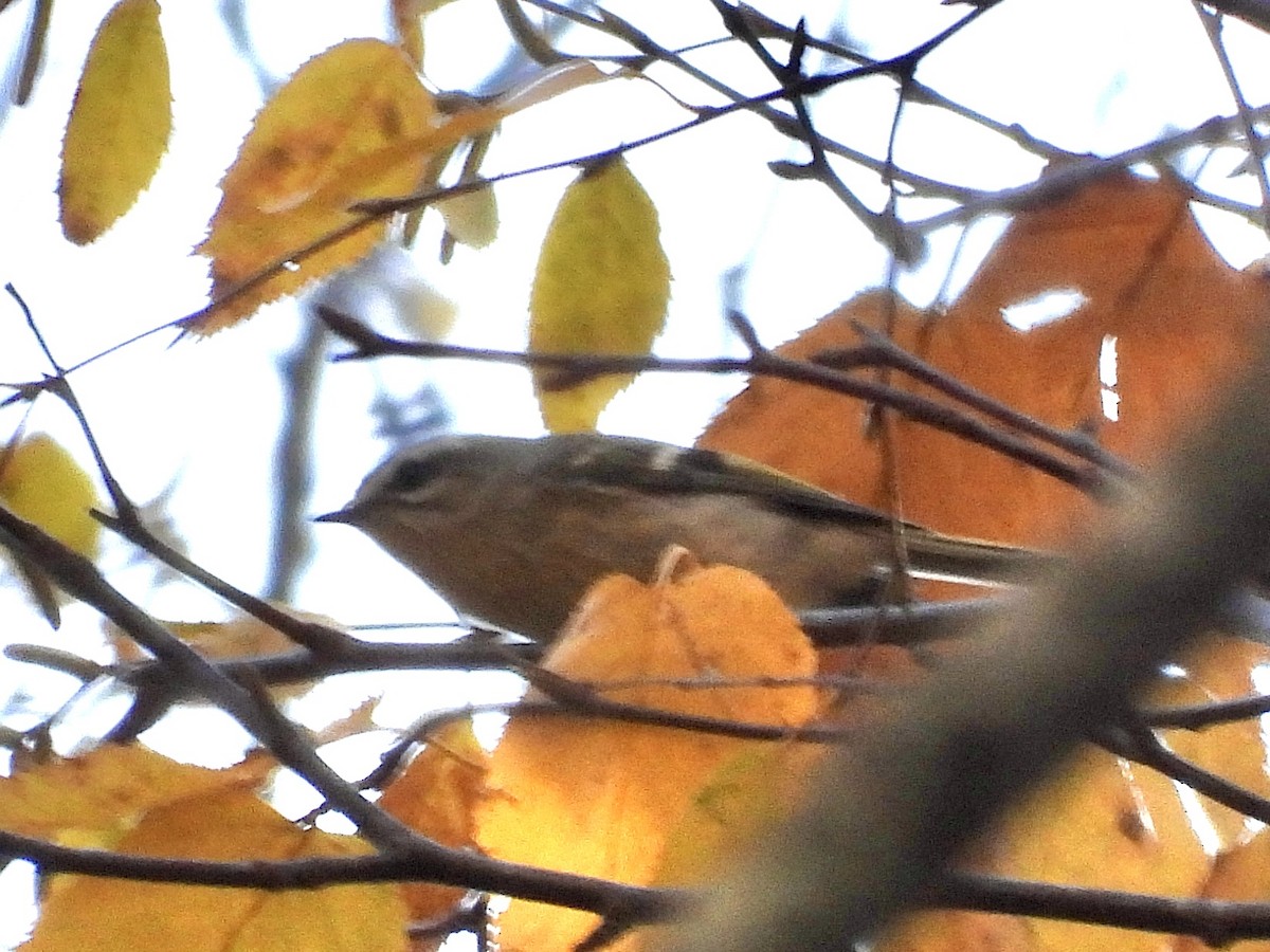 Golden-crowned Kinglet - ML625227616