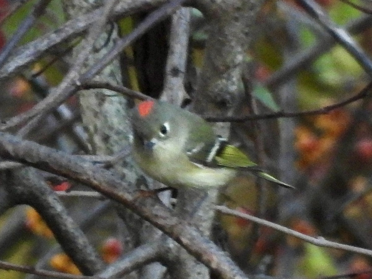 Ruby-crowned Kinglet - Zihan Wei