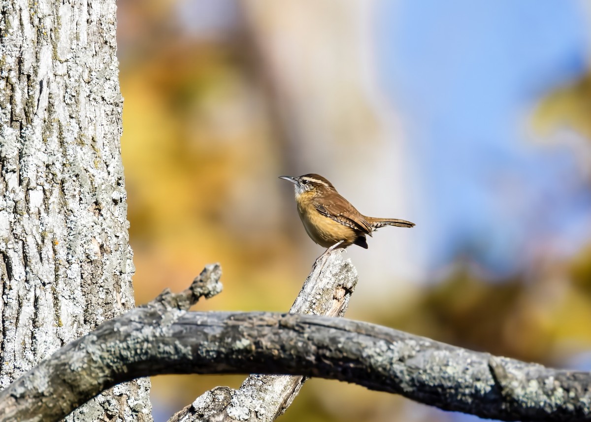 Carolina Wren - ML625227629