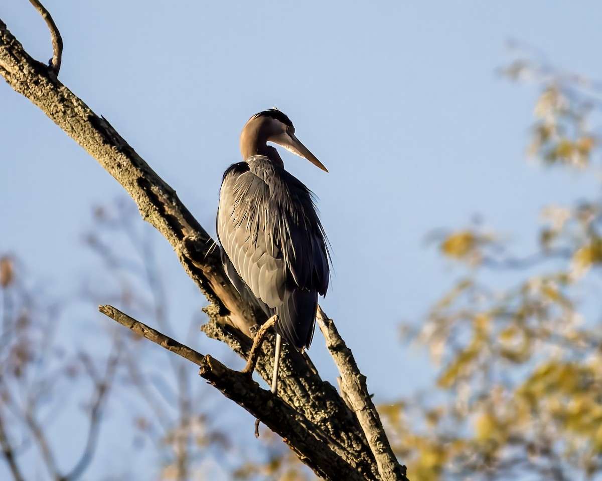 Great Blue Heron - ML625227649