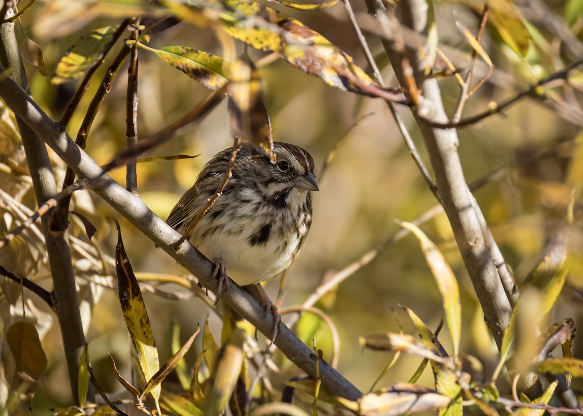 Song Sparrow - ML625227670