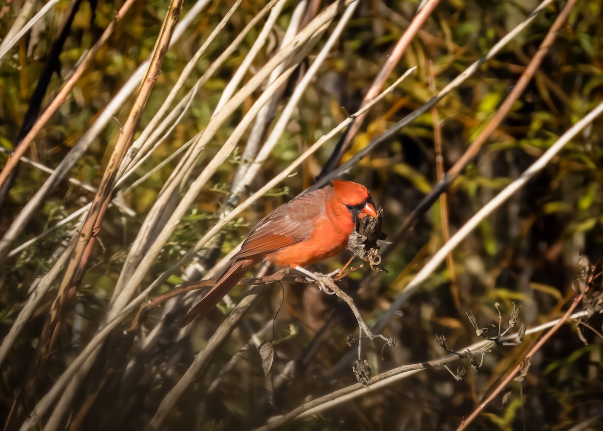 Northern Cardinal - ML625227676