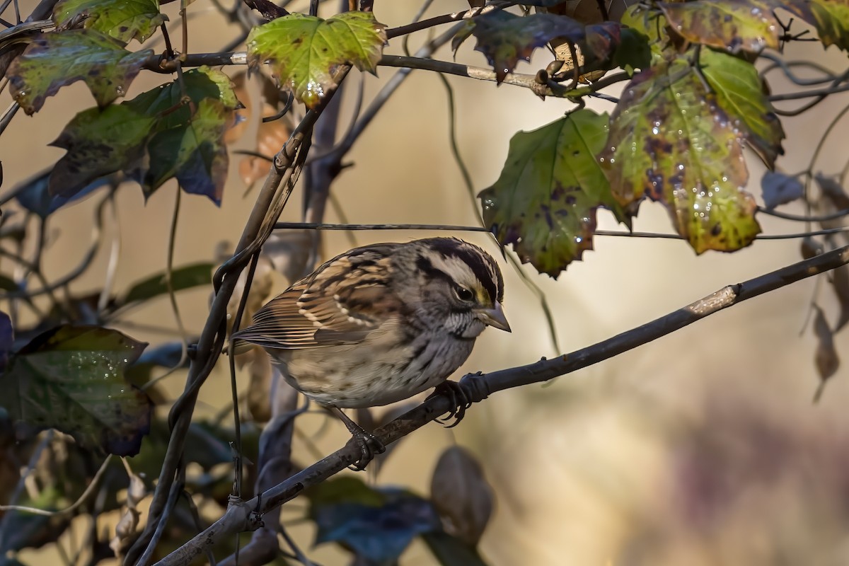 White-throated Sparrow - ML625227683