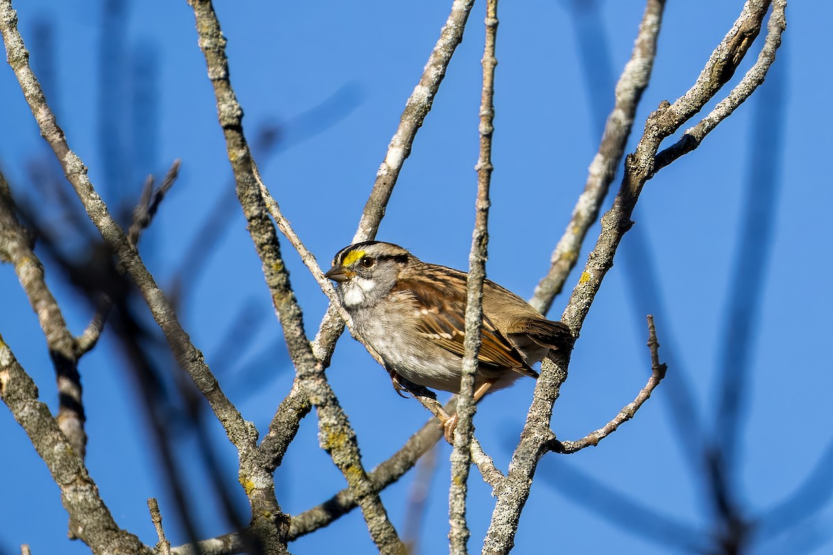 White-throated Sparrow - ML625227684