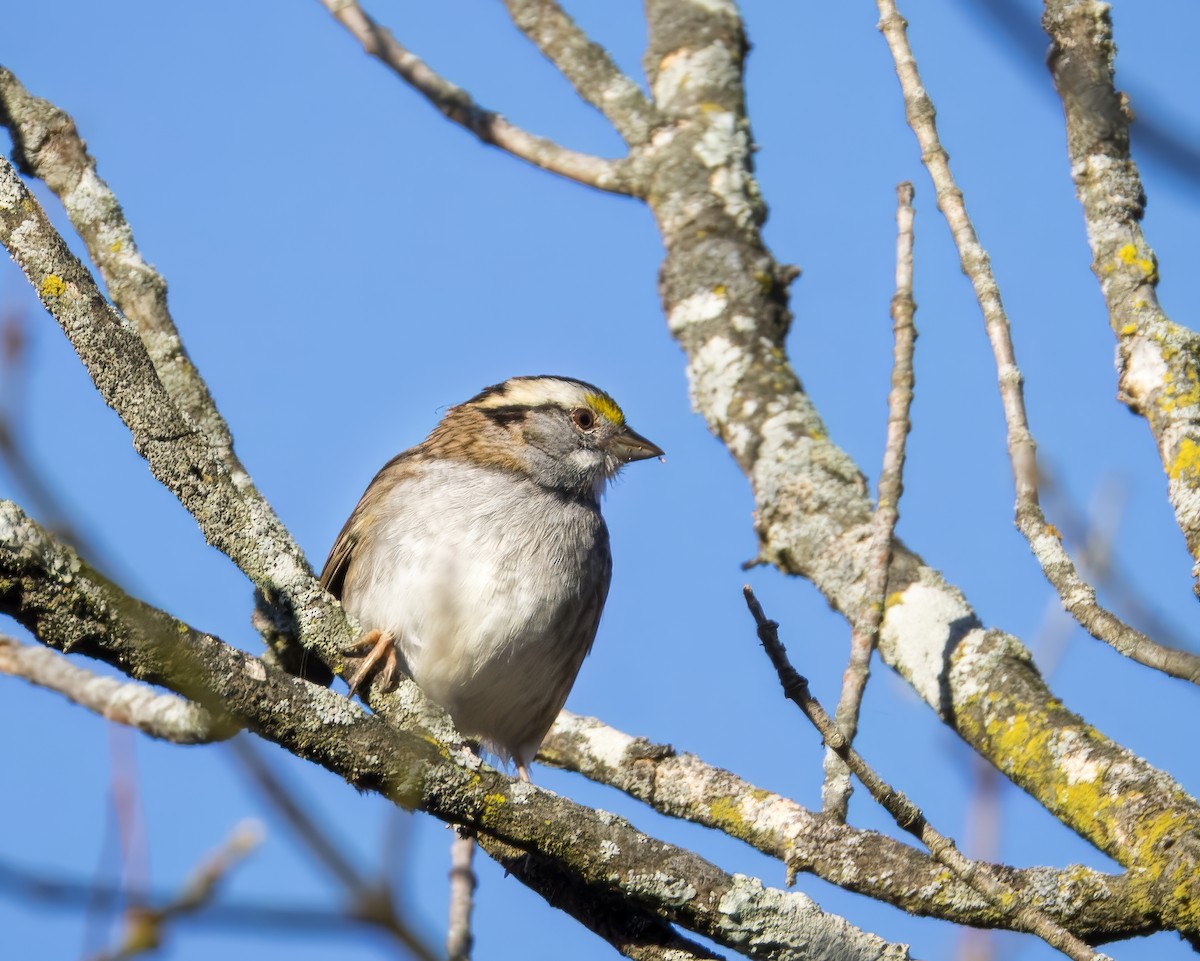 White-throated Sparrow - ML625227685