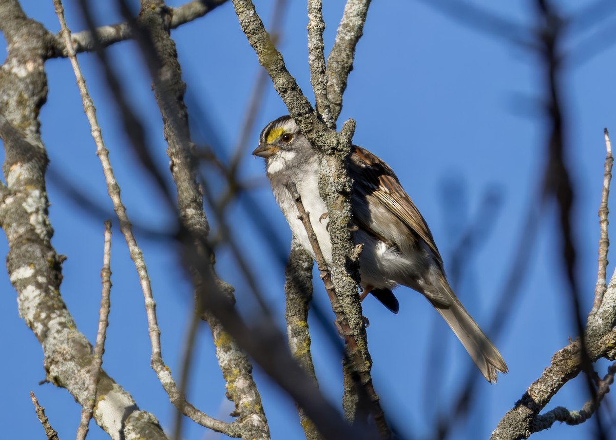 White-throated Sparrow - ML625227686