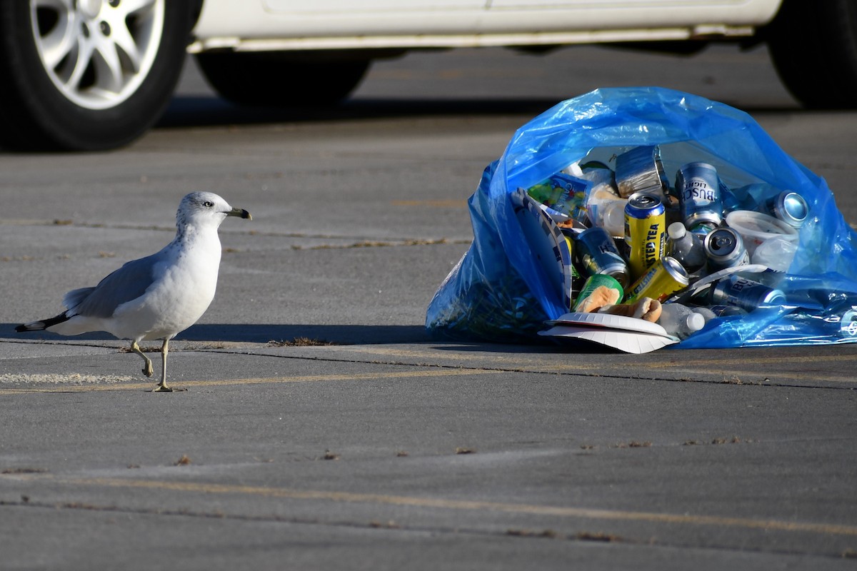 Ring-billed Gull - ML625227734