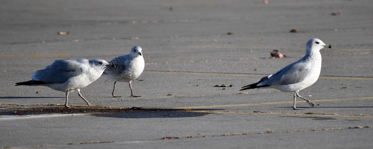 Ring-billed Gull - ML625227744