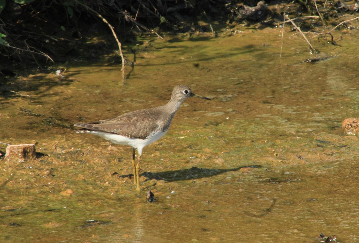 Solitary Sandpiper - ML625227908