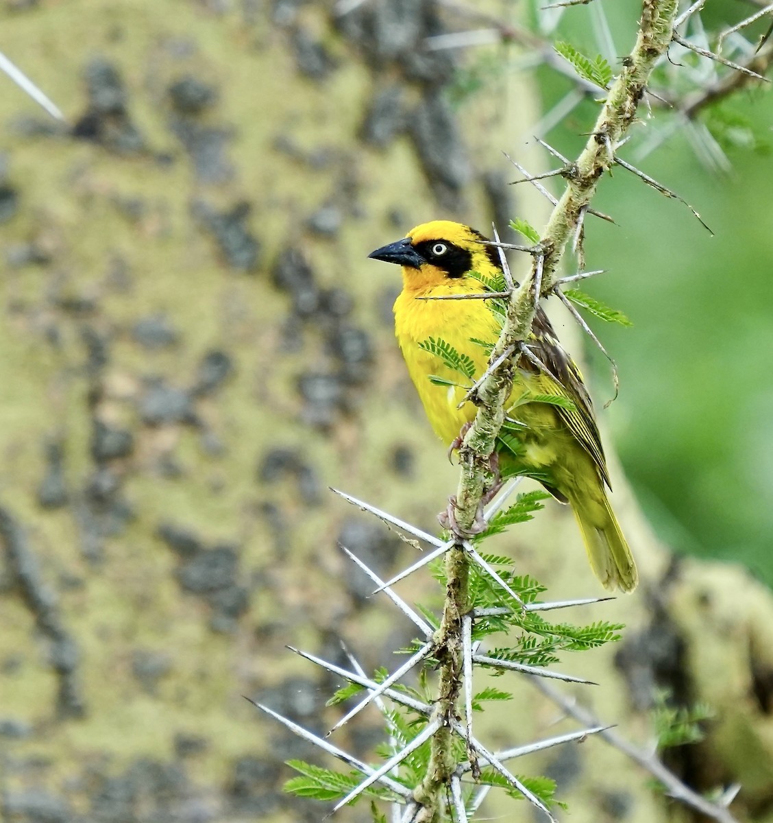 Baglafecht Weaver (Reichenow's) - ML625227926