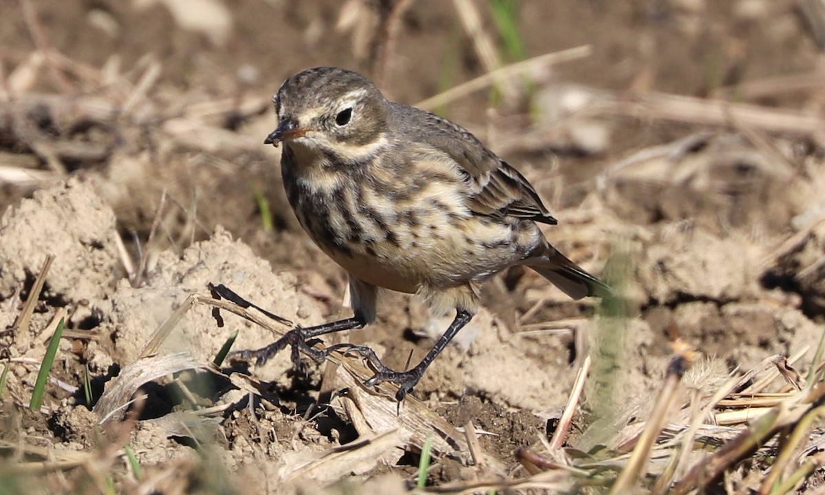 Pipit d'Amérique - ML625228091
