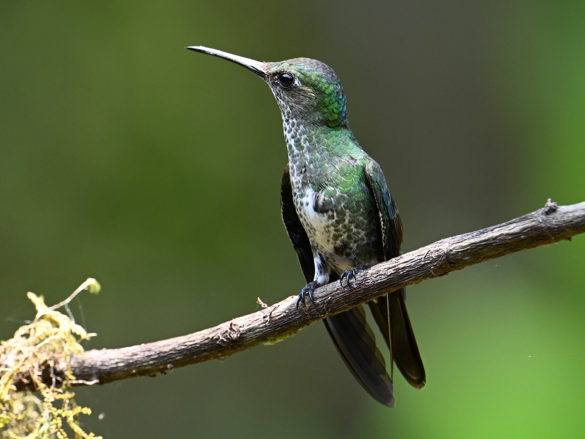 Many-spotted Hummingbird - ML625228112