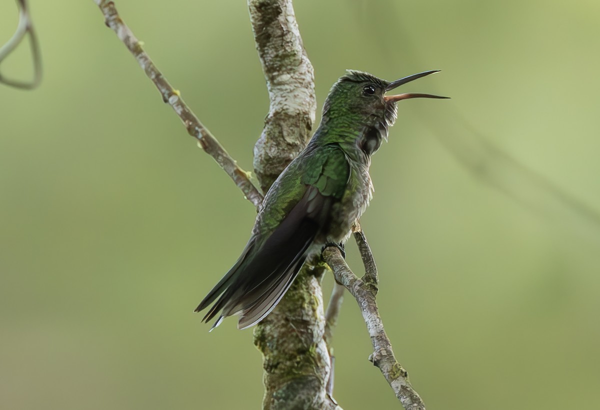 Colibri de Cuvier - ML625228335