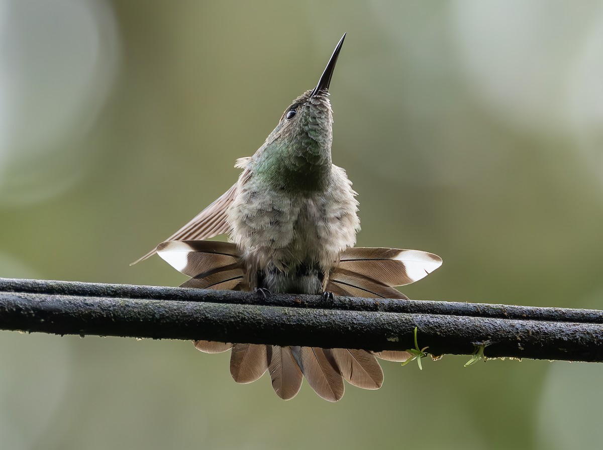 Colibri de Cuvier - ML625228336