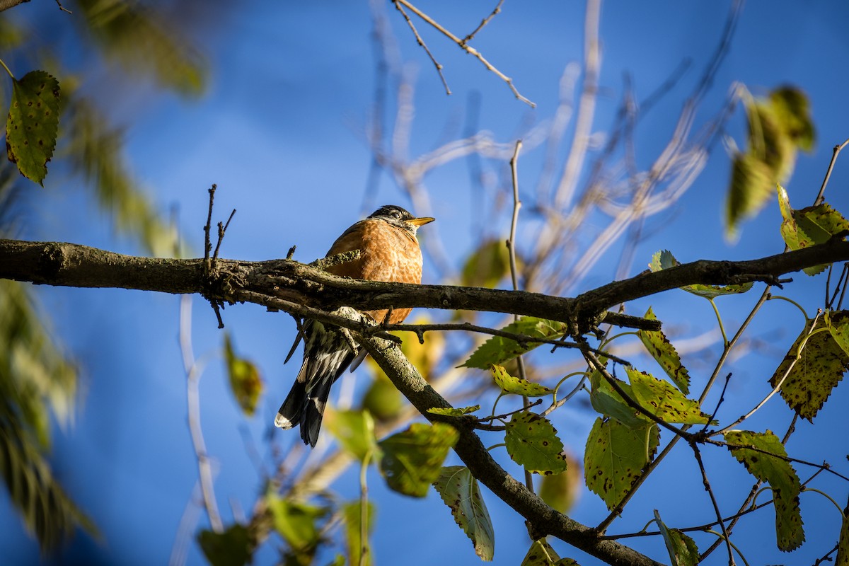 American Robin - ML625228341