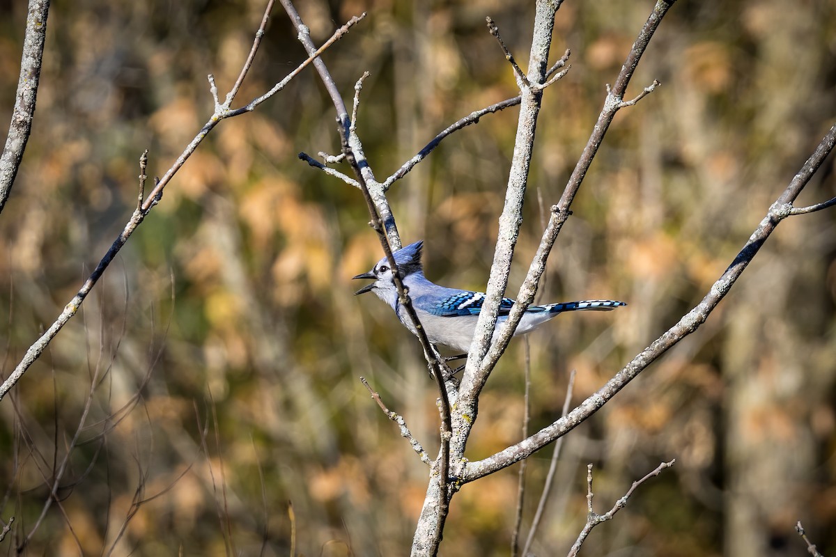 Blue Jay - ML625228359