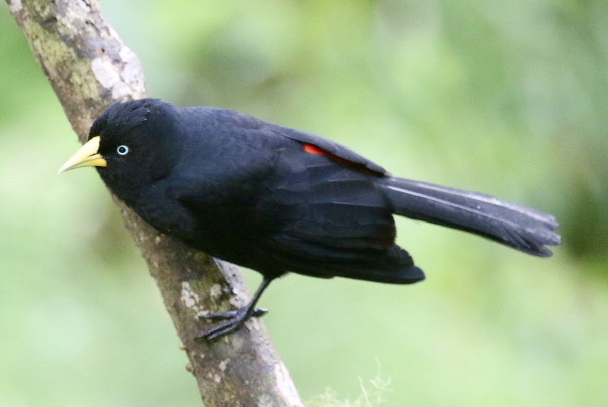 Scarlet-rumped Cacique - ML625228371